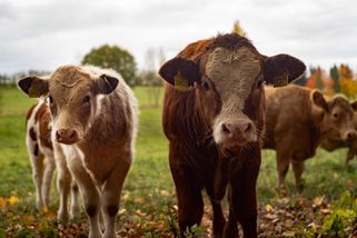 Zajímavé video: Státní veterinární správa už zase řeší welfare zvířat během veder. Ta se přitom mají na pastvinách skvěle